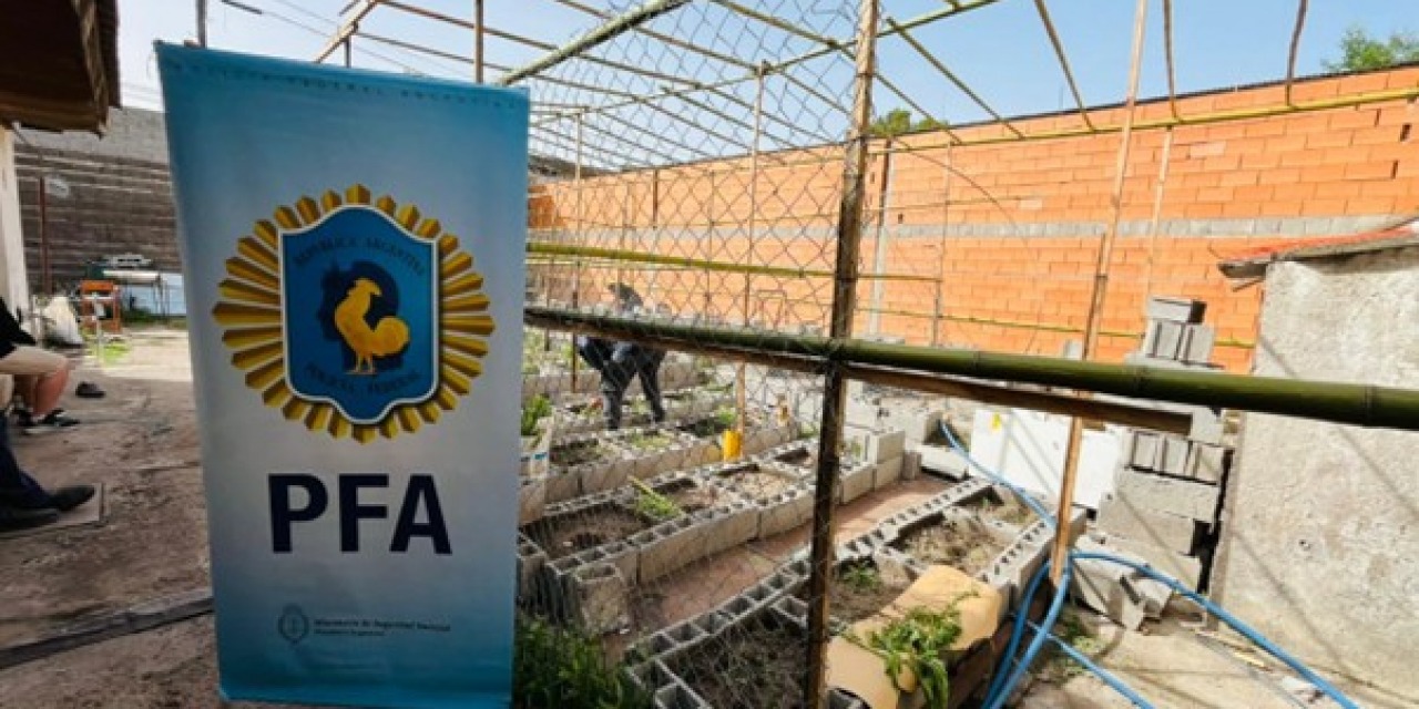 La banda de roba cables tena un invernadero con 89 plantas de marihuana